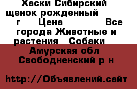 Хаски Сибирский (щенок рожденный 20.03.2017г.) › Цена ­ 25 000 - Все города Животные и растения » Собаки   . Амурская обл.,Свободненский р-н